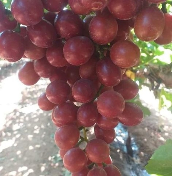 Meet your Posher, Dari - Picture 1 of 1